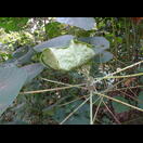 Wir haben noch immer nicht herausgefunden, wie Ameisen Blätter zu einem Nest zusammenziehen